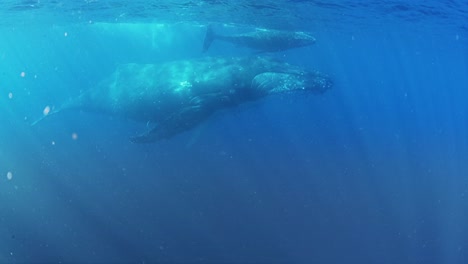 Humpback-Whales-in-Tonga