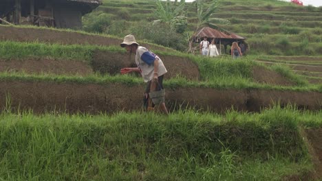 Anciano-Asiático-Fertilizando-Un-Campo-De-Arroz-A-Mano