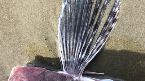 Close-up-at-dead-fish-on-the-shore