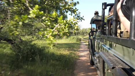 An-open-Safari-Truck-can-be-seen-driving-through-the-bush-in-South-Africa-taking-a-tourist-group-on-an-adventure-through-the-tall-grass-and-green-trees