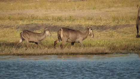 A-female-waterbuck-and-her-young-calf-walking-along-Chobe-River-in-Botswana