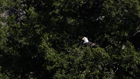 A-bald-eagle-is-seen-perched-on-a-large-pine-tree-on-a-windy-day