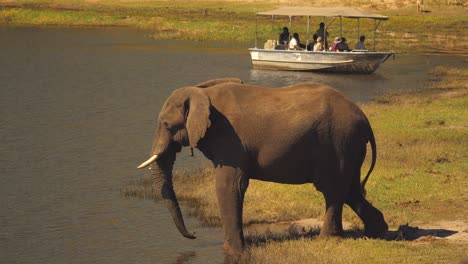 Tourists-on-a-safari-cruise-watching-an-elephant-standing-at-the-edge-of-the-Chobe-River-in-Botswana