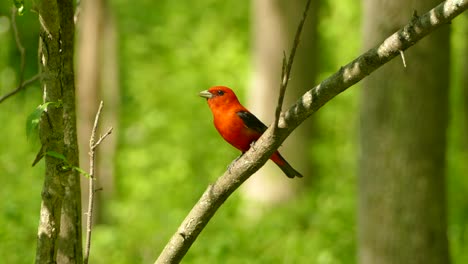 Scarlet-Tanager-perched-beautifully-on-a-branch-in-the-middle-of-the-forest-and-then-takes-flight