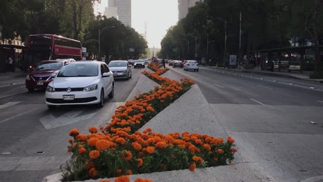 Beautiful-Orange-Marigold-Flowers-Decorating-the-Central-Median-of-Paseo-de-la-Reforma-Avenue-with-Car-Traffic