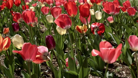 Tulips-in-park-at-springtime