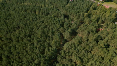 The-drone-slowly-turning-around-flying-over-dense-green-leafy-tree-crowns-of-Kowalskie-Blota-village-forest-day-time,-Poland