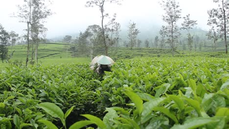 the-activities-of-tea-garden-farmers-during-the-harvest-season