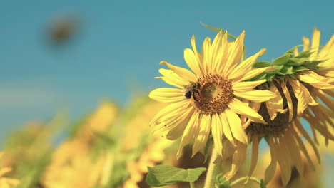 Bees-fly-around-a-sunflower-field-pollinating