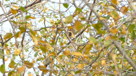 Lone-Swainson's-Thrush-bird-hidden-between-autumn-leaves-and-branches-in-forest