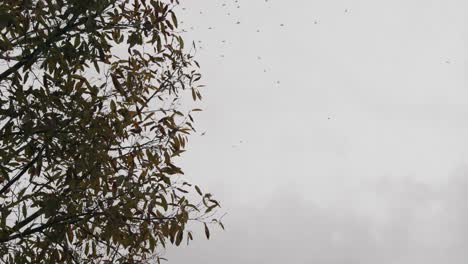 Thousands-Of-Birds-Flying-In-Pattern
