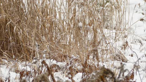 Kleine-Vögel-Flattern-Im-Herbst-über-Einen-Schneebedeckten-Boden