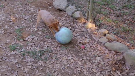 Little-adorable-brown-dog-hilariously-play-attacks-large-rubber-ball