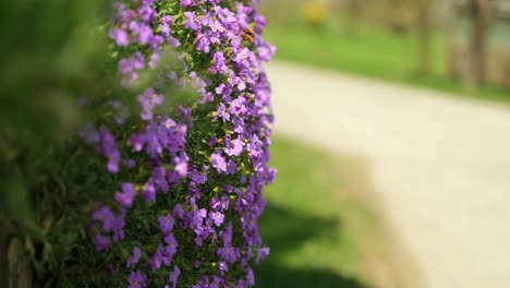 Nahaufnahme-Von-Blumen-Mit-Wildbienen,-Die-An-Den-Blütenblättern-Saugen,-Während-Im-Hintergrund-Menschen-Spazieren-Gehen