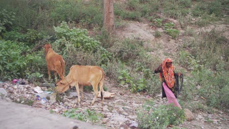 Mujer-Con-Ganado-En-Campo-Abierto-Tratando-De-Llevar-Las-Vacas-A-Casa