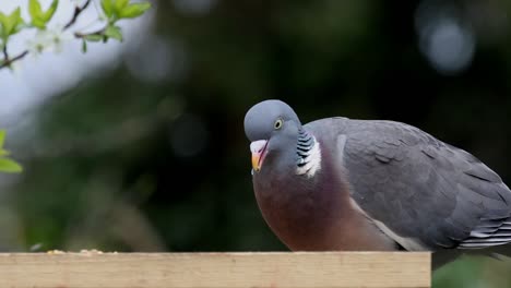 Woodpigeon,-Columba-palumbus,-feeding-on-garden-bird-table