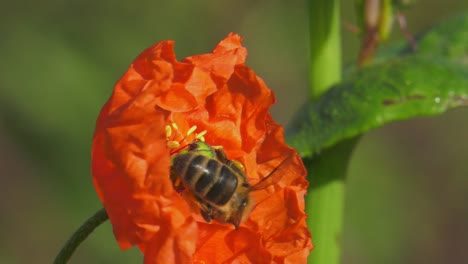 honey-bee-on-flower-collecting-nectar,-springtime,-slowmo,-poppies,-Closeup-macro