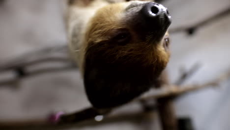 Close-up-with-sloth-in-an-enclosure