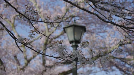 Sakura-Cherry-Blossoms-in-Bloom,-Blurred-Background-with-Old-Street-Lantern