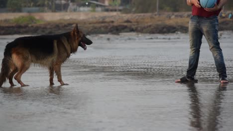 Aggressive-young-German-shepherd-dog-barking-and-playing-with-owner-on-beach-in-playful-mood-and-happy-mood-|-German-shepherd-dog-playing-on-a-beach-with-owner-or-trainer-Mumbai,-15-03-2021