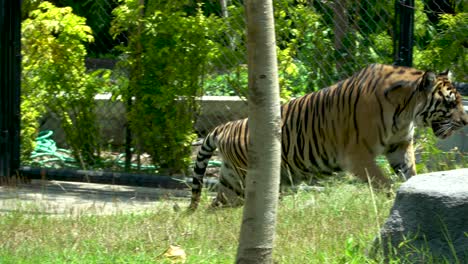 Sumatran-tiger-walks-and-lie-down-to-rest-in-shade,-Gembira-Loka-Zoo,-Yogyakarta