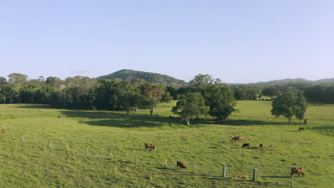 Lazing-and-grazing-around-the-pasture