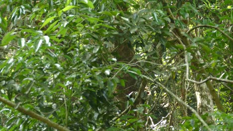 Pájaros-Carpinteros,-En-Ramas-De-árboles,-En-Un-Bosque-Tropical-Panameño