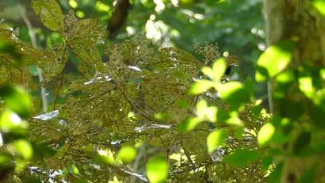Paisaje-Tropical-De-La-Selva-Con-Pájaro-Pequeño-En-Una-Hoja-De-árbol