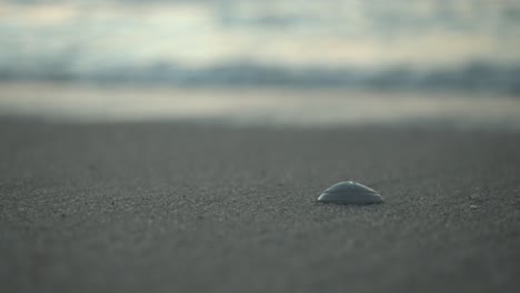 Close-up-shot-of-a-shell-carried-away-by-the-waves-on-the-beach-of-Sylt