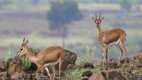 Chinkara-Gazelle---Two-Female-Indian-Gazelle-Standing-On-Rocks-And-Looking-At-Camera