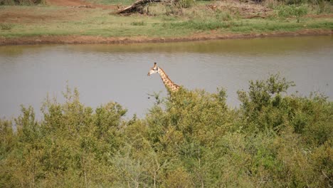 Giraffe-attracts-many-Oxpeckers-as-it-walks-along-shoreline-of-pond