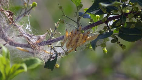 Close-up-of-Caterpillar-Family-resting-in-net-on-branch-of-tree-during-sunlight
