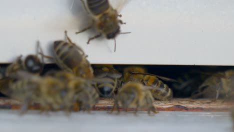 Wildbiene-Kommt-Nach-Der-Arbeit-An-Blühenden-Blumen-Im-Bienenhaus-Nach-Hause,-Nahaufnahme-In-Echtzeit