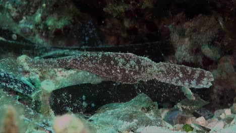 Brown-Robust-Ghost-pipefish-well-camouflaged-on-coral-reef