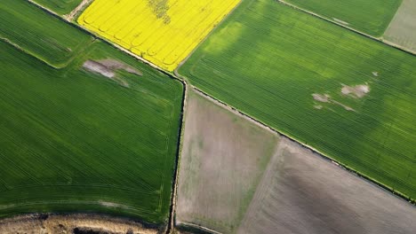 Aerial-birdseye-flight-over-blooming-rapeseed-field,-flying-over-yellow-canola-flowers,-idyllic-farmer-landscape,-beautiful-nature-background,-drone-shot-moving-forward