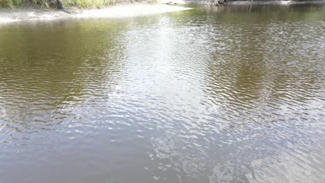Sumpfflug-über-Einen-Sehr-Großen-Alligator,-Der-Im-Myakka-River,-Florida,-USA,-Schwimmt