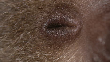Sloth-eyeball-clenching-closed-baby-animal