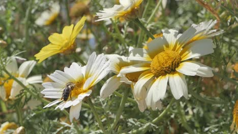 Honeybee-lands-on-daisy-wildflowers-in-a-meadow,-closeup-detail,-slow-motion