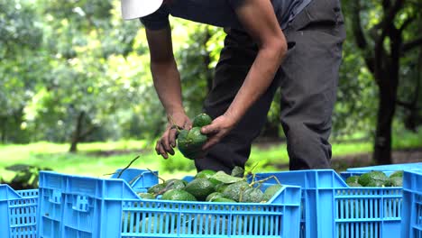 blue-crates-being-filled-by-hass-avocados-after-hispanic-man-removes-the-stems-during-harvest-in-mexico