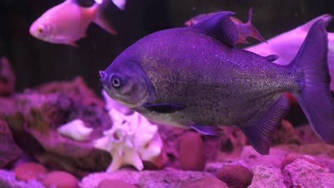 Grey-Fish-Swimming-In-Fish-Tank-Under-Purple-Light