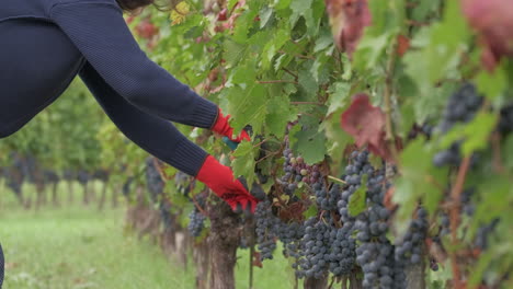 Farmer-working-pruning-vineyard-with-shears