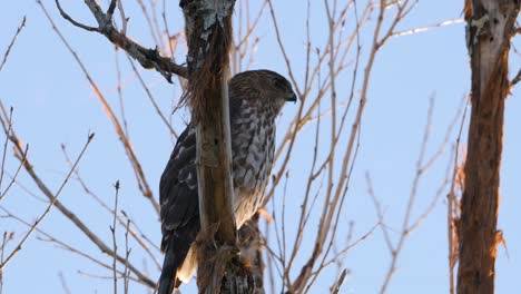 Swarm-of-bugs-around-a-prairie-falcon-in-Arizona