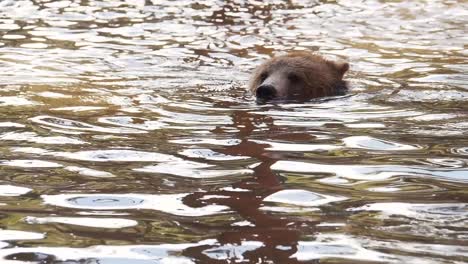 slow-motion-video-of-a-grizzly-bear-floating-in-a-pond,-with-only-the-top-of-it's-head-exposed