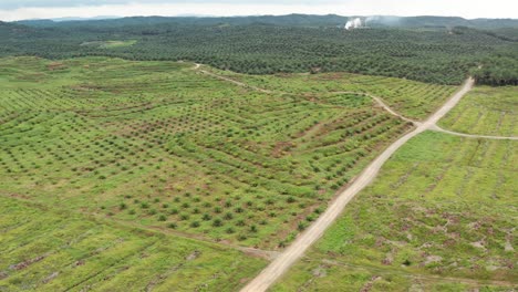A-long-travelling-aerial-shot-above-à-new-oil-palm-plantation-near-a-older-palm-plantation-in-Malaysia,-at-distance-smoke-of-a-factory