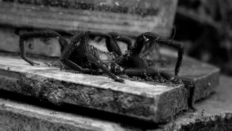 Cinematic-black-and-white-shot-of-a-large-spider-carcass-being-devoured-by-swarming-ants