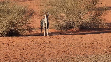 An-antelope-standing-alone-in-the-desert-looking-at-the-camera