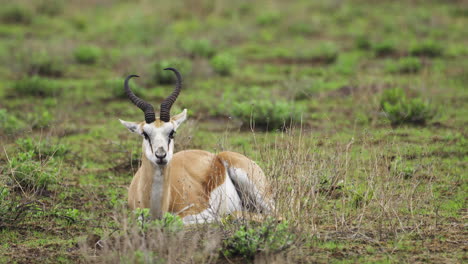 Springbok-Ruminating-And-Resting-On-The-Ground