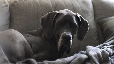 Female-blue-Great-Dane-sleeping-on-the-couch