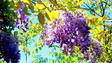 Purple-wisteria,-blowing-in-the-wind,-sunny-day,-windy-day