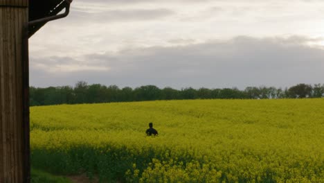 Black-male-with-arms-up-thanking-GOD-inside-a-yellow-flower-field-near-wooden-cabin-in-rural-Stuttgart,-Baden-Wurttemberg,-Germany,-Europe,-afternoon-panning-view-angle